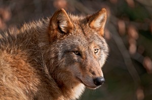Russian Wolf Russian Wolf